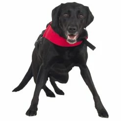 NRS CFD - Canine Flotation Device 10 NRS CFD - Canine Flotation Device -Climbing Accessories Outlet Shop 40023 01 2140 clover2 091912 1000x1000 42530.1626821927