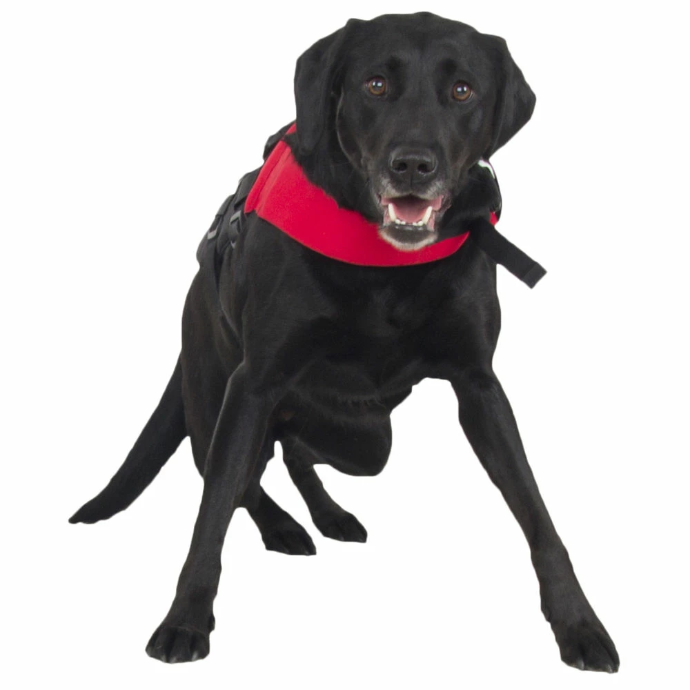 NRS CFD - Canine Flotation Device 4 NRS CFD - Canine Flotation Device - Image 4