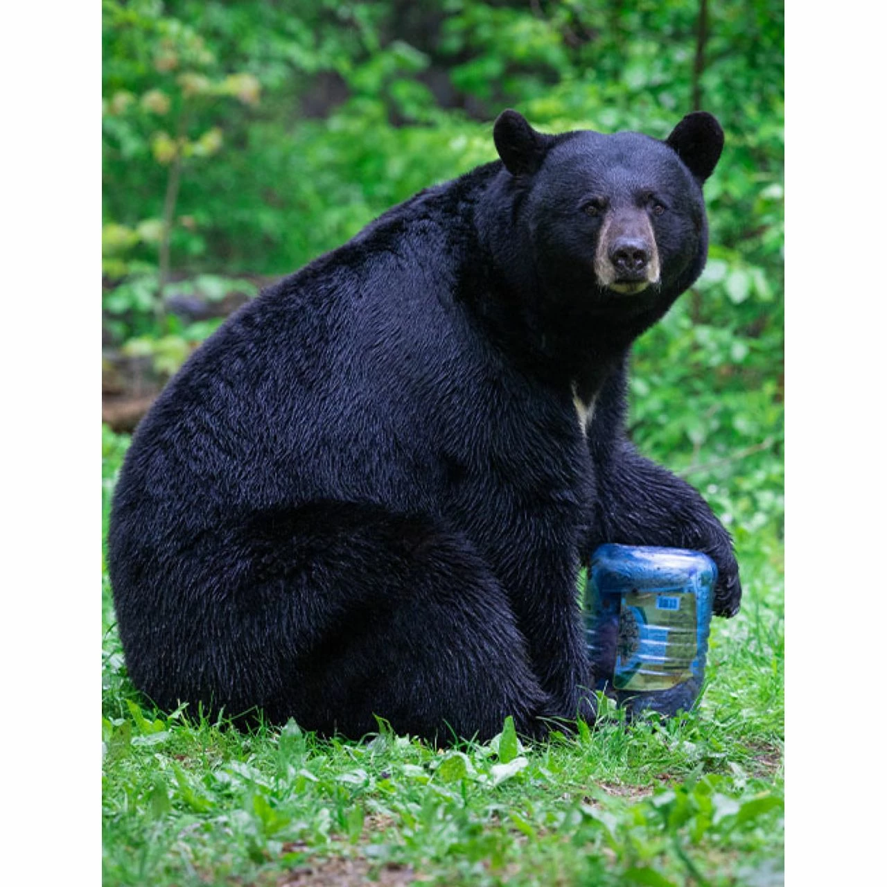 BearVault BV500-Journey 6 BearVault BV500-Journey - Image 6