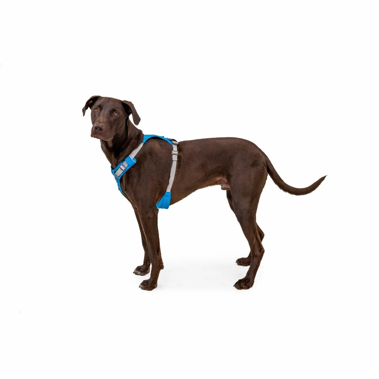 Ruffwear Hi & Light Harness 22 Ruffwear Hi & Light Harness - Image 22